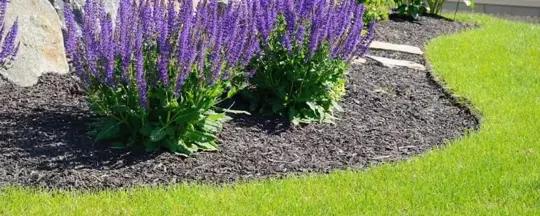 A neatly edged garden bed features purple flowers and dark mulch, creating a clean separation from the bright green lawn