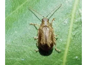Beetle