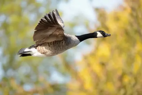 Canadian Geese