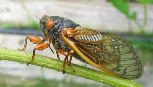 cicada