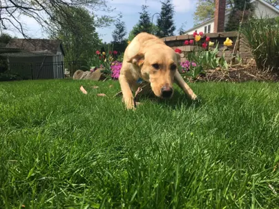 Dog