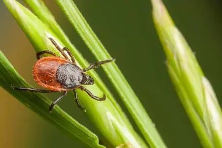 Ticks