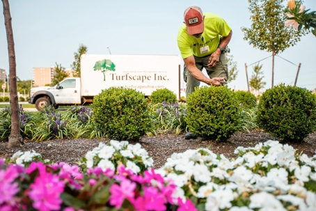 A landscaper tends to plants at a commercial property, with a Turfscape Inc. truck in the background.