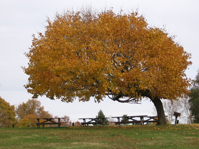 A large autumn tree with golden leaves shades multiple picnic tables on a grassy hill under a cloudy sky.