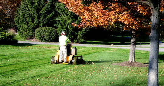 Maintaining lawn