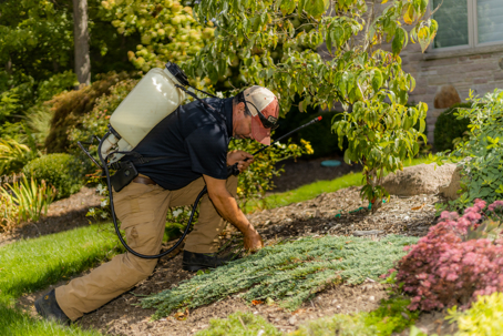 A professional applies treatment to garden plants with a backpack sprayer.