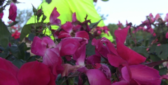 Vibrant pink roses bloom in a garden, with a blurred figure in a bright yellow jacket in the background.