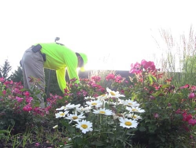 A landscaper in a neon shirt tends to a vibrant flower bed with pink roses and white daisies under a bright sun.