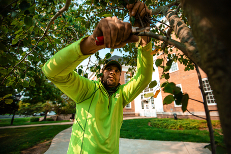 A man in a bright green shirt prunes a tree branch with large shears, framed by green leaves.