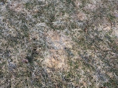 A close-up view of dry, patchy grass with some green shoots visible. It appears to be a lawn or field during a transition season.