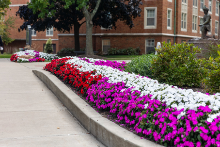 A long flower bed featuring neat rows of purple, white, and red flowers runs alongside a sidewalk, with brick buildings and trees in the background.