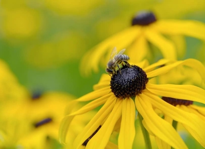 A bee rests on the dark center of a bright yellow flower. Blurred yellow blossoms are in the background.