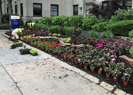 Commercial landscapers plant colorful flowers in a garden bed.