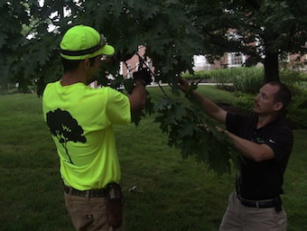 Two professionals inspect a tree branch