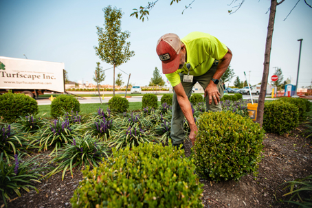 A landscaper in a bright yellow shirt kneels, tending to plants in a neatly maintained garden bed.