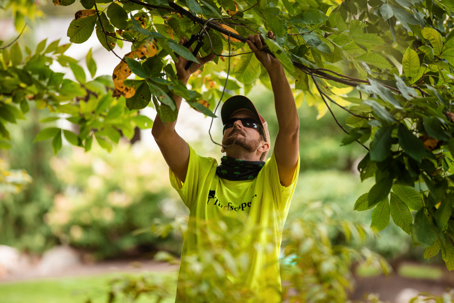 A landscaper in a bright yellow "Turtlescape" shirt prunes a tree branch, demonstrating outdoor maintenance.