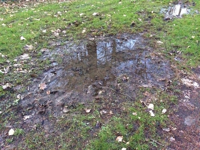 A muddy puddle occupies a patch of discolored grass.