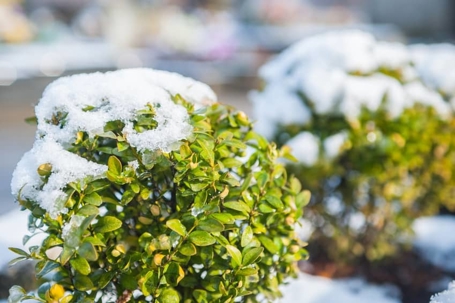 A winter scene shows two green bushes partially covered in fresh white snow. The foreground bush is in sharp focus, revealing vibrant green leaves.