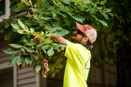 A man in a bright yellow shirt, sunglasses, and a cap reaches into a tree, inspecting its green leaves.
