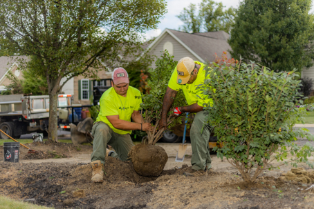 Two Roffage Inc. landscapers in yellow shirts carefully plant a small tree with a root ball into the ground.