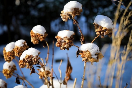 Dried brown plant stalks with snow caps against a blurry winter background. It visually supports content on dormant winter pruning.