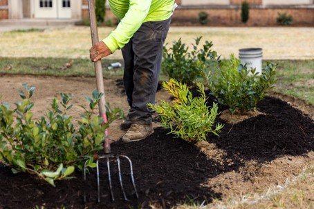 A worker uses a pitchfork to spread dark mulch around newly planted green shrubs in a garden bed. This illustrates professional landscaping.
