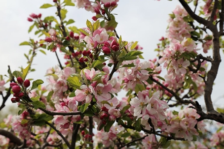 A beautiful flowering tree branch displays numerous pink and white blossoms against a soft, light sky, ideal for commercial properties.