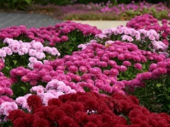A vibrant garden bed with dense clusters of pink, fuchsia, and deep red flowers.