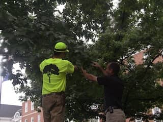 Two arborists examine tree branches. One wears a hi-vis shirt featuring a tree and person logo, the other a dark shirt.