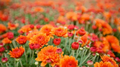 Commercial Landscaping Planting Flowers Mums Annuals Photo