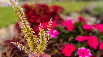 Healthcare Facility Landscaping Photo