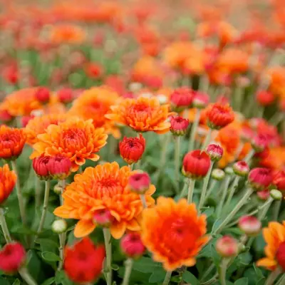 Commercial Landscaping Planting Flowers Mums Annuals Photo
