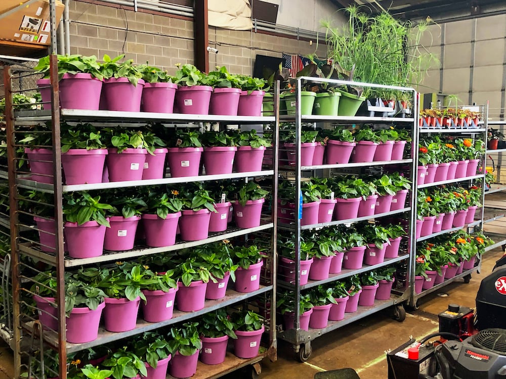 plants in pots ready to be planted