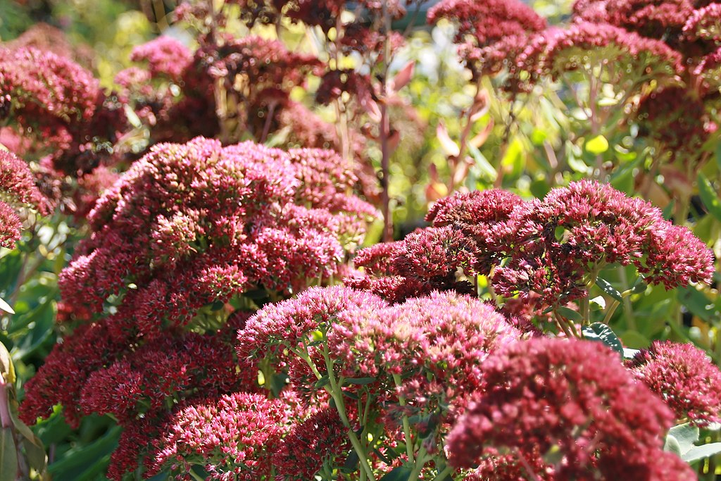 Autumn Fire Sedum 