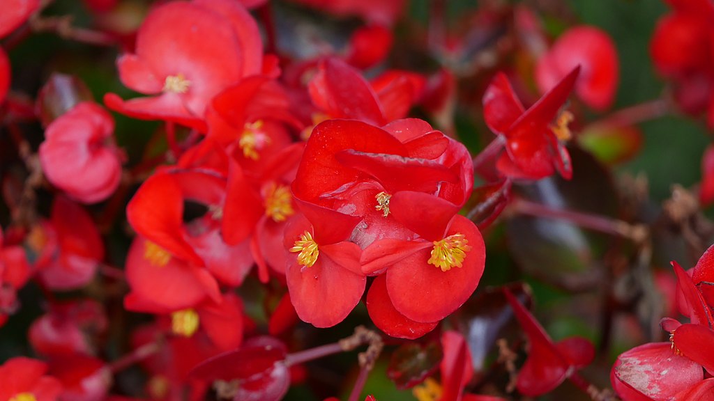 Begonia