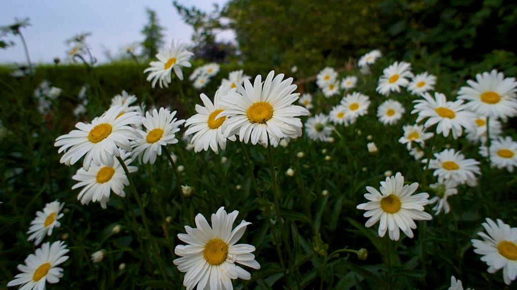 Shasta Daisies