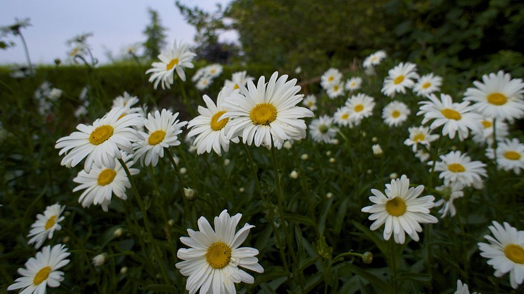 Shasta Daisies