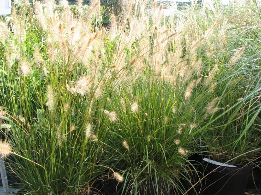 Dwarf Fountain Grass