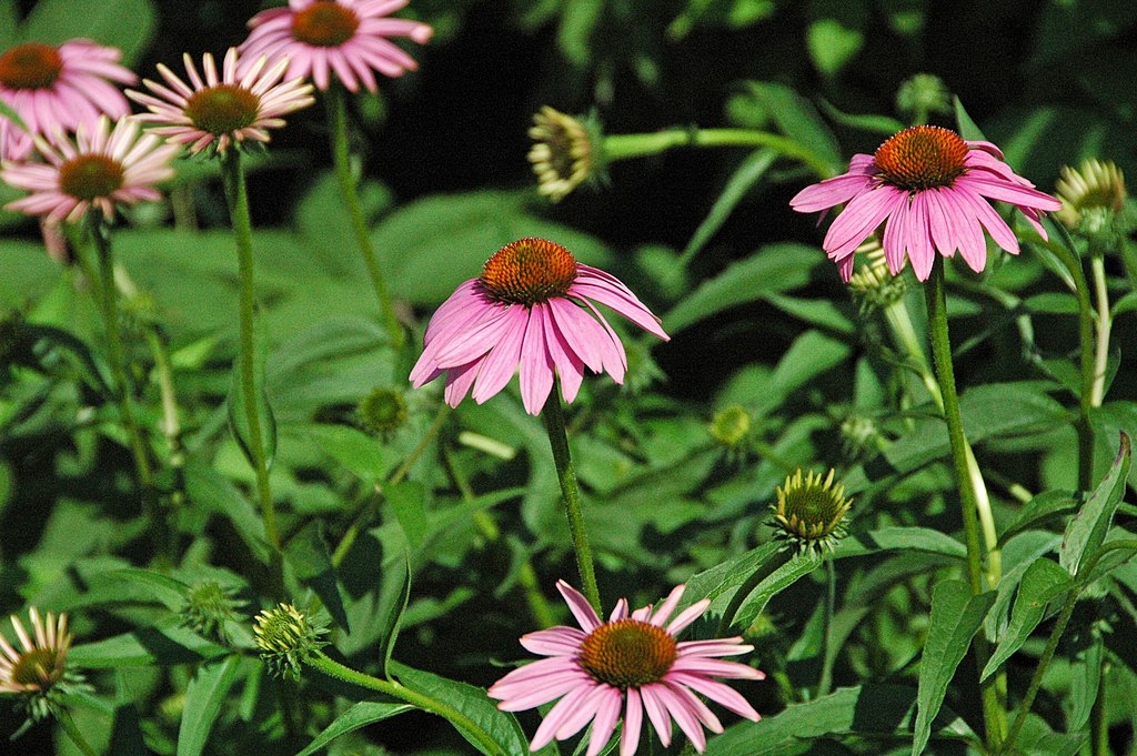 Echinacea Coneflower purpurea 