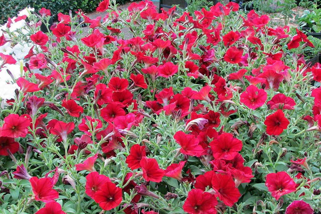 Wave Petunias