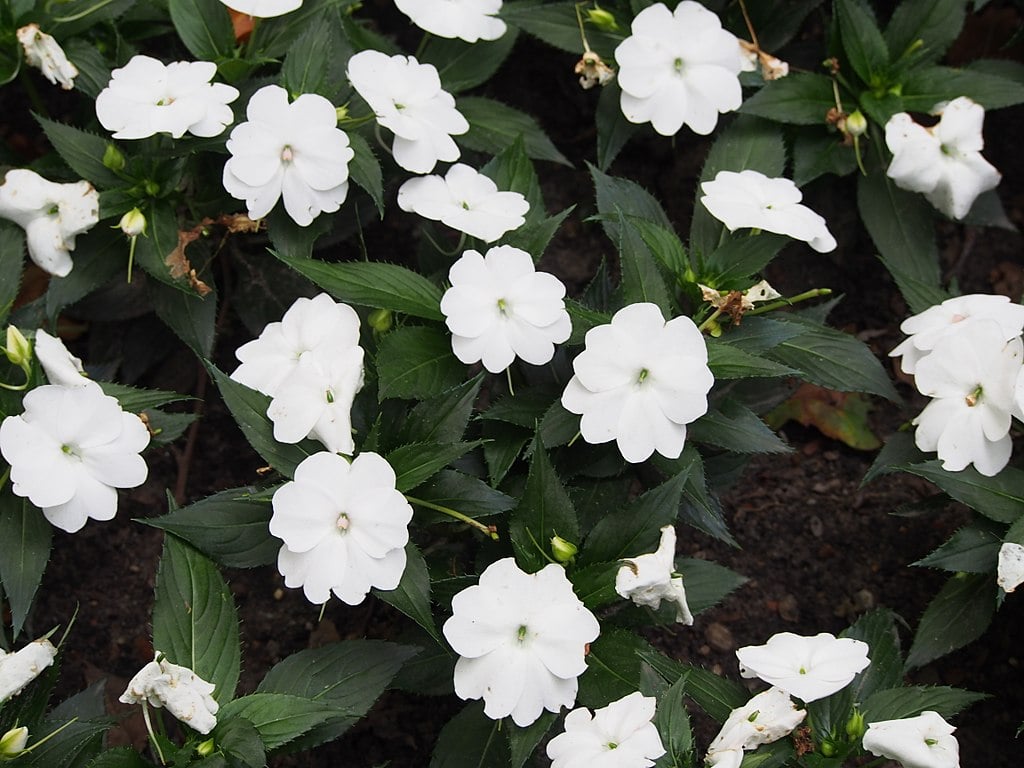 SunPatiens or impatiens 