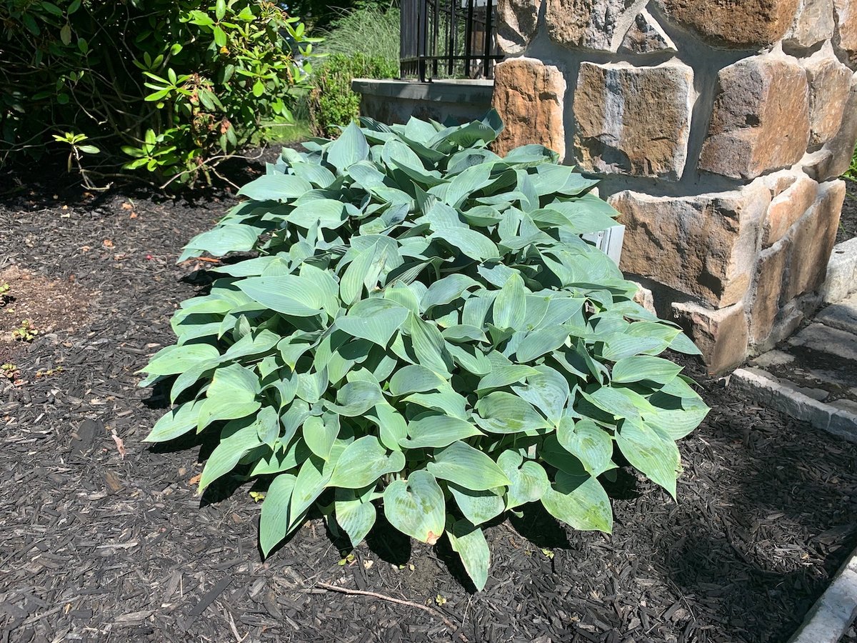 Blue Hosta