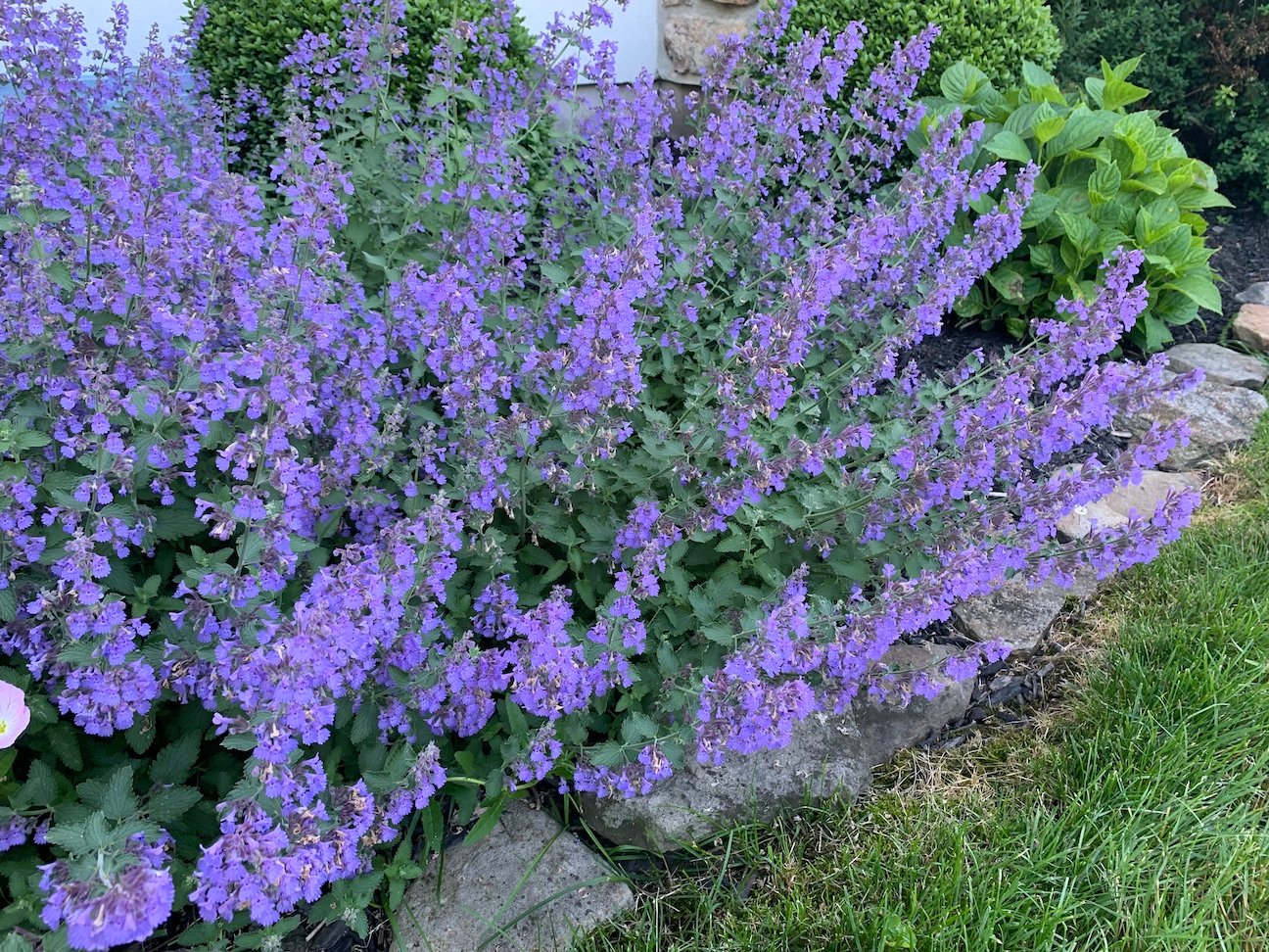 Catmint perennial