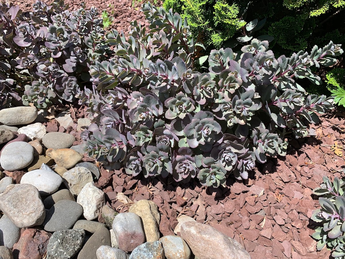 Low maintenance sedum