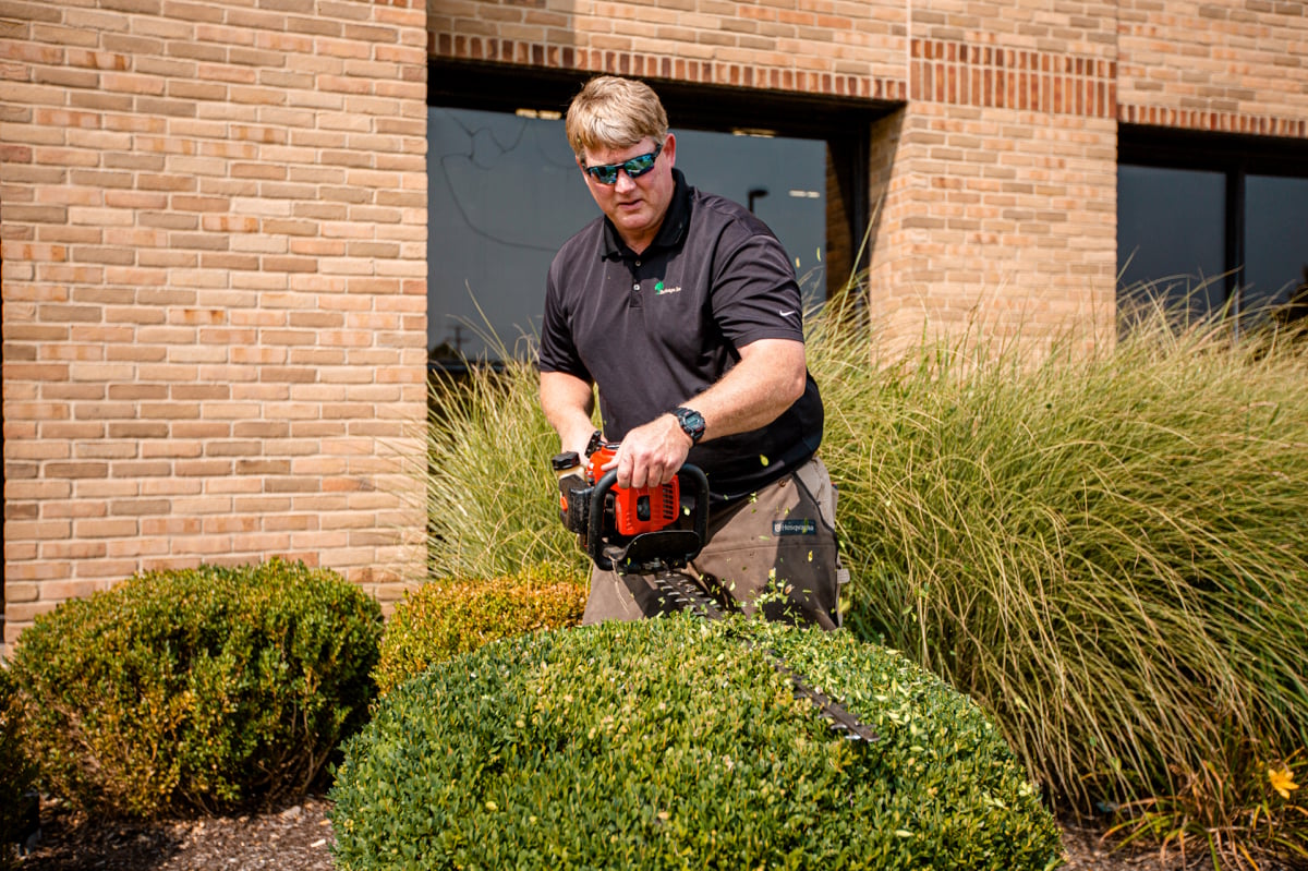 commercial landscape maintenance team cuts bush with large ornamental grass in background