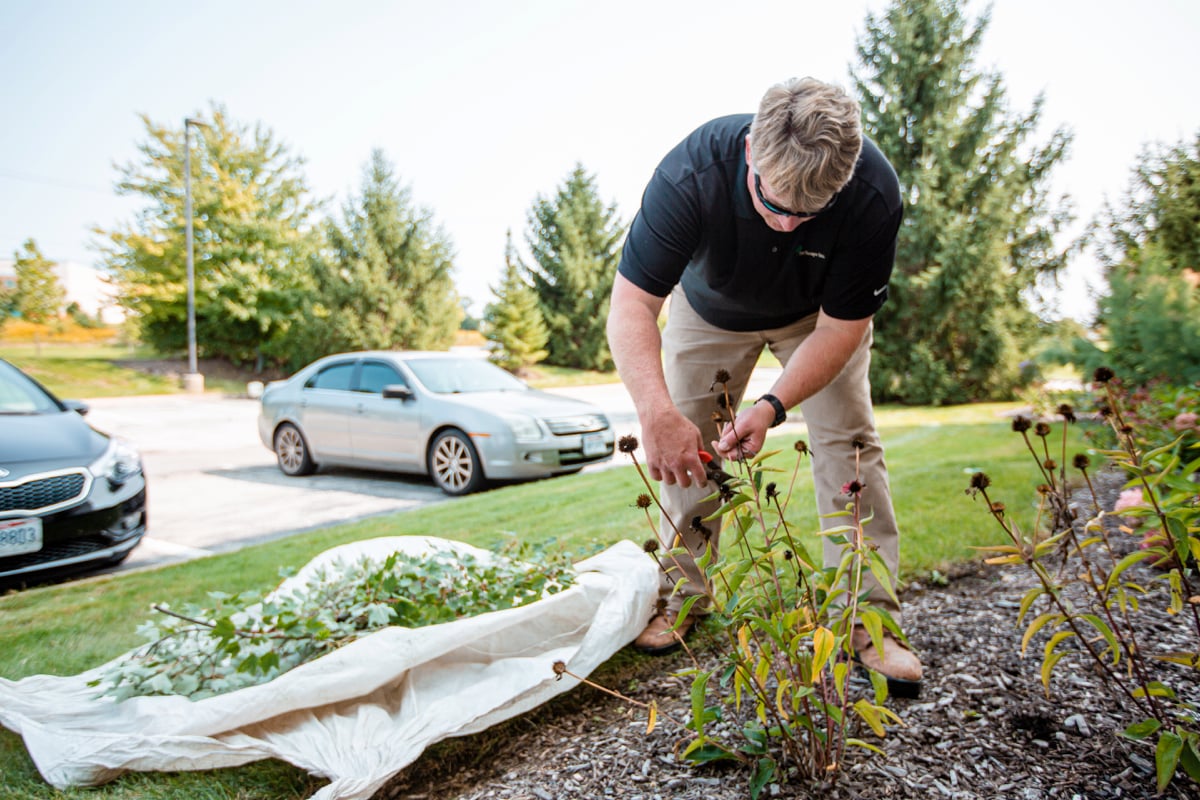 commercial landscaping professional cuts back perennials for winter