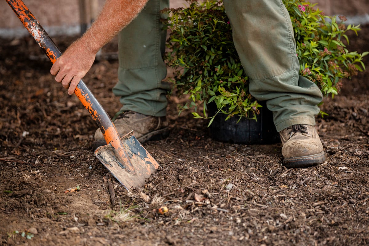 Commercial Landscaping Crew Enhancement Planting native Shrubs