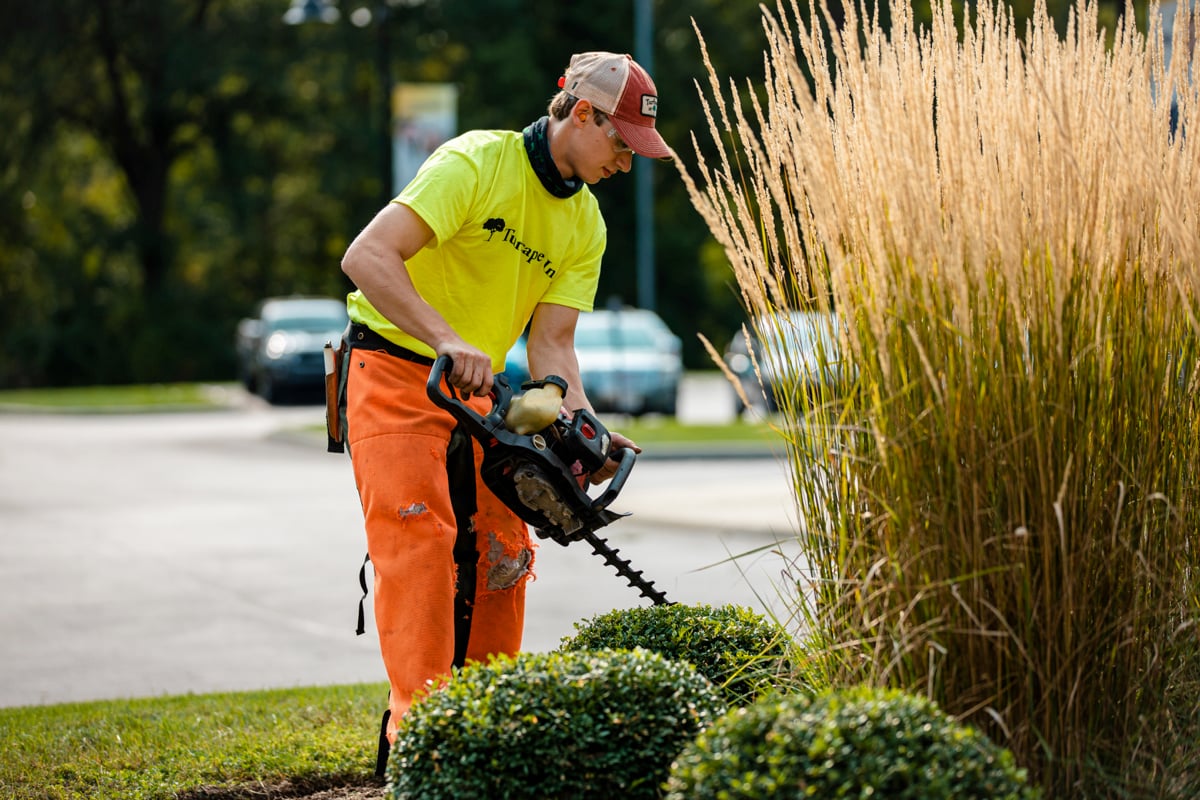 landscape maintenance professional trimming bushes near ornamental grasses