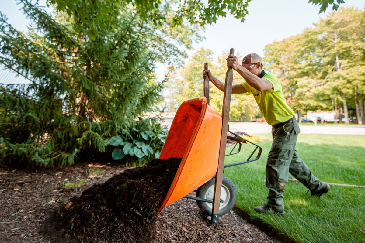 Maintenance crew dumps wheelbarrow of mulch