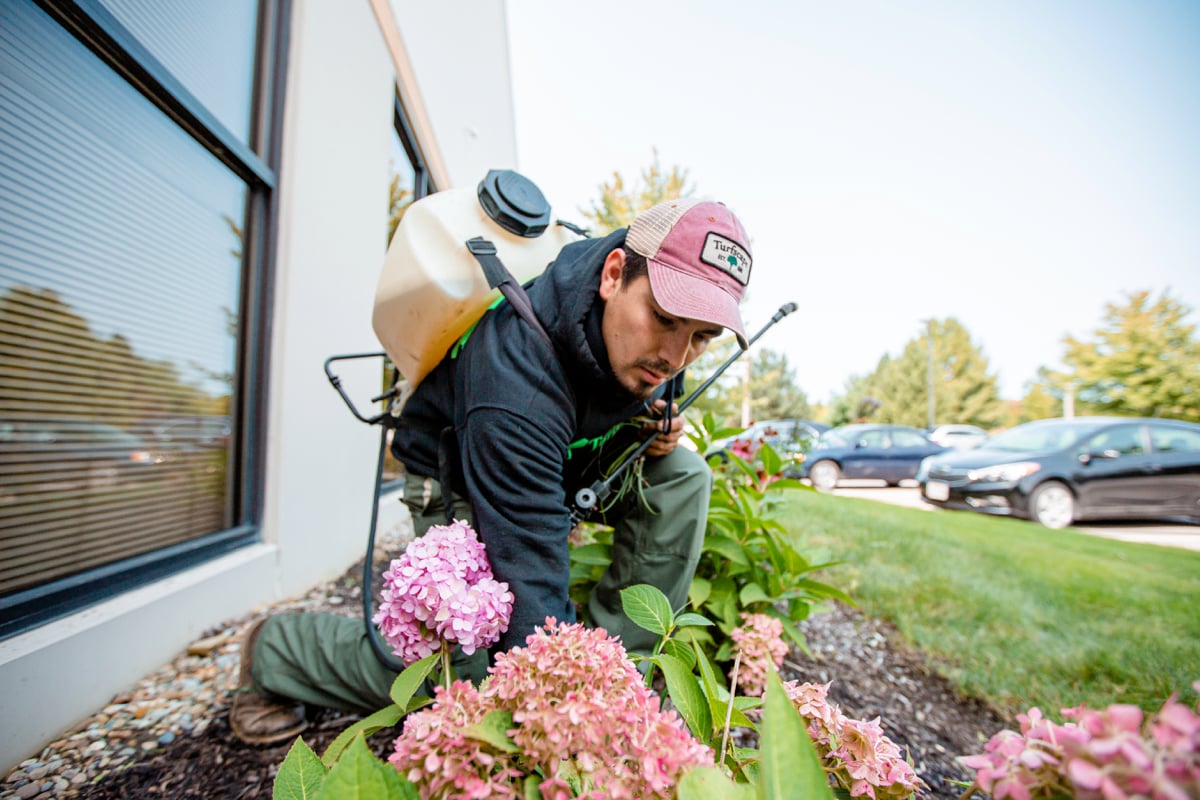 landscape professional spraying weeds near perennials